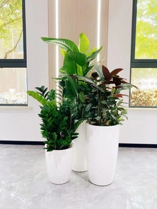 专业花木出租助力宁波前湾，焕新您的环境之美